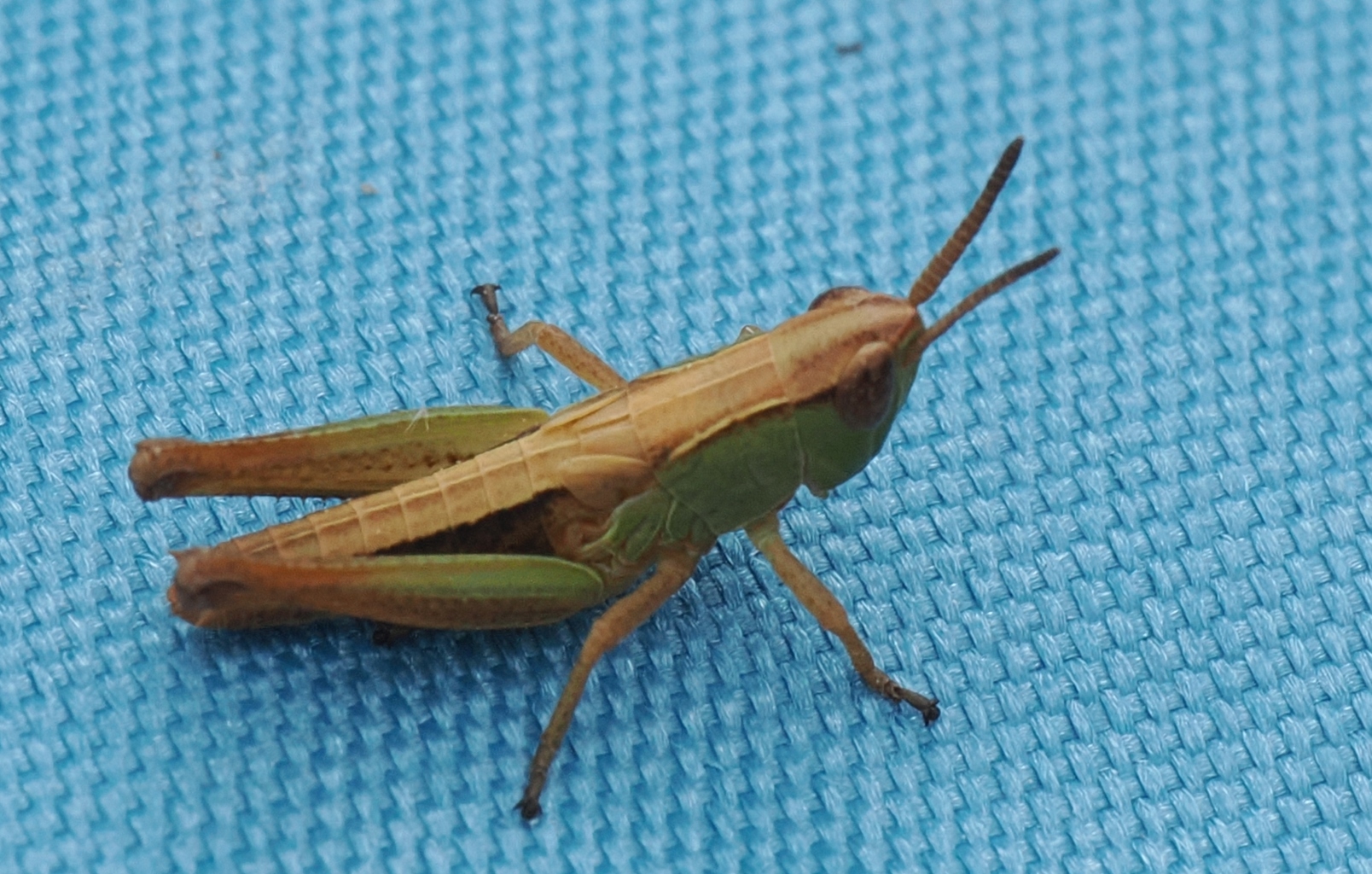Pseudochorthippus-parallelus